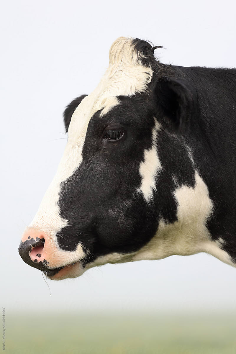 cow face profile
