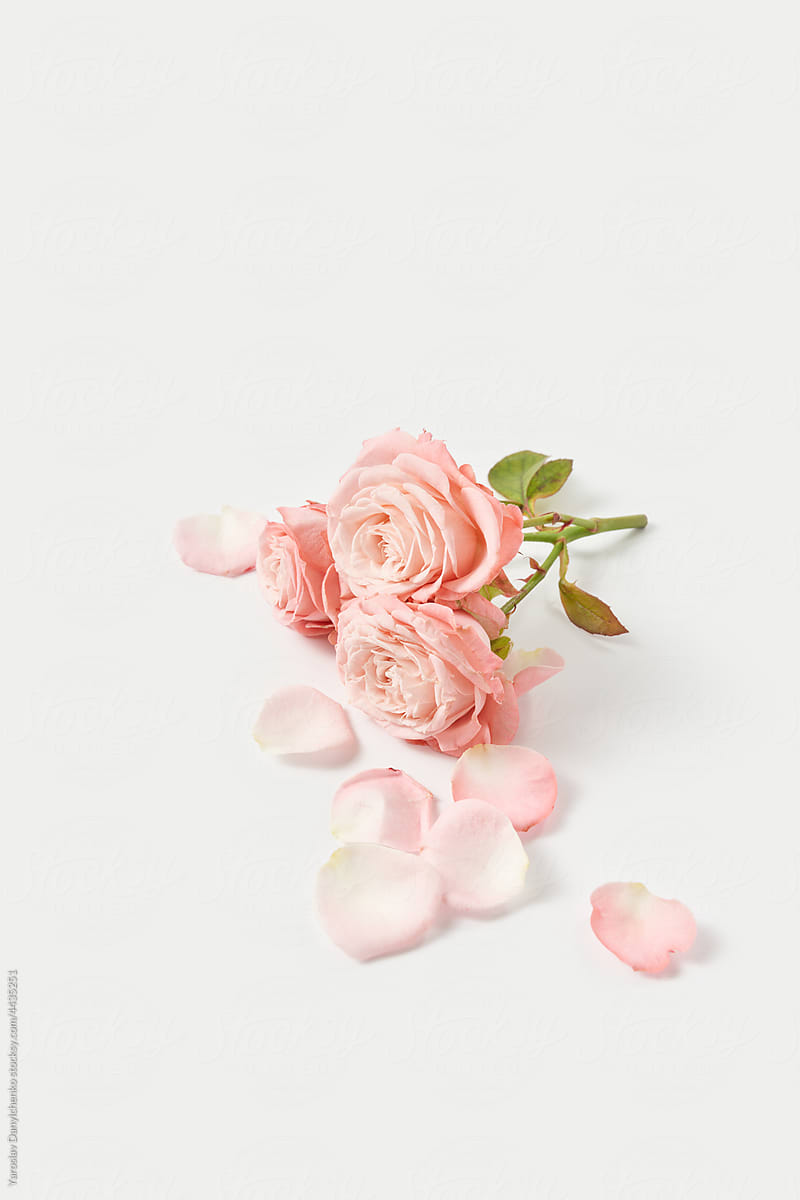 Twig with three pink roses on grey background