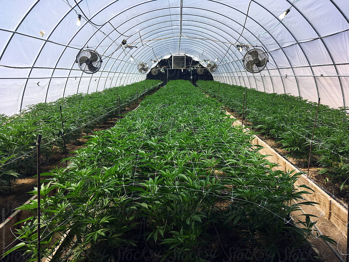 CBD or Marihuana plantation