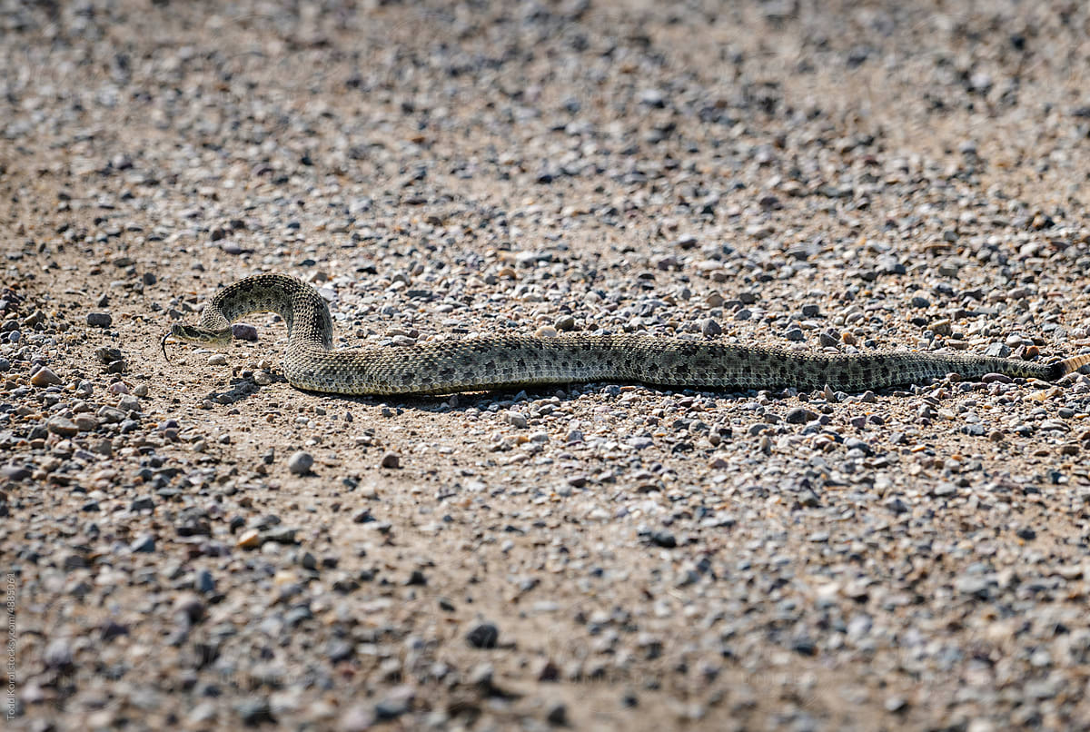 A prairie rattlesnake crosses a road.