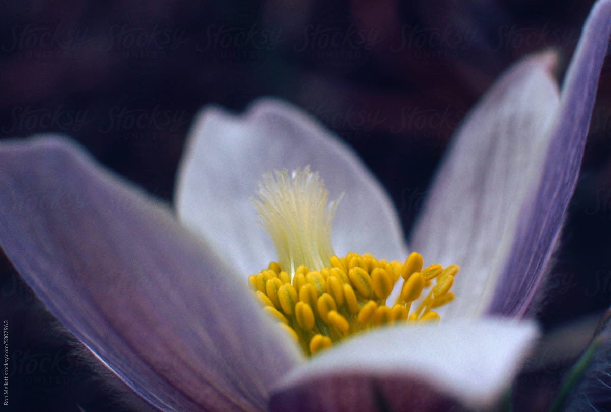 wild flower Pasque flower Pulsatilla nuttaliana Anemone patens Rockies