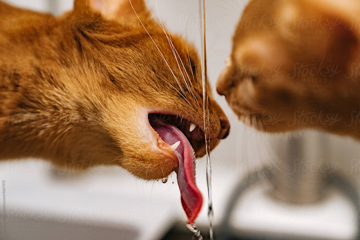 Cats drink tap water.