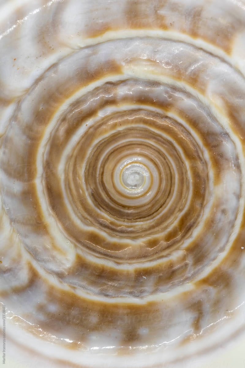 Conch Shell Texture