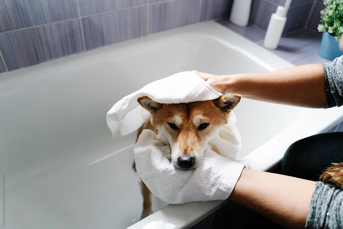 Owner drying dog with towel.