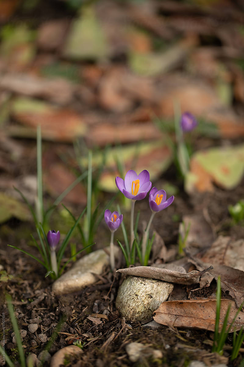 First blossom of the year: crocus