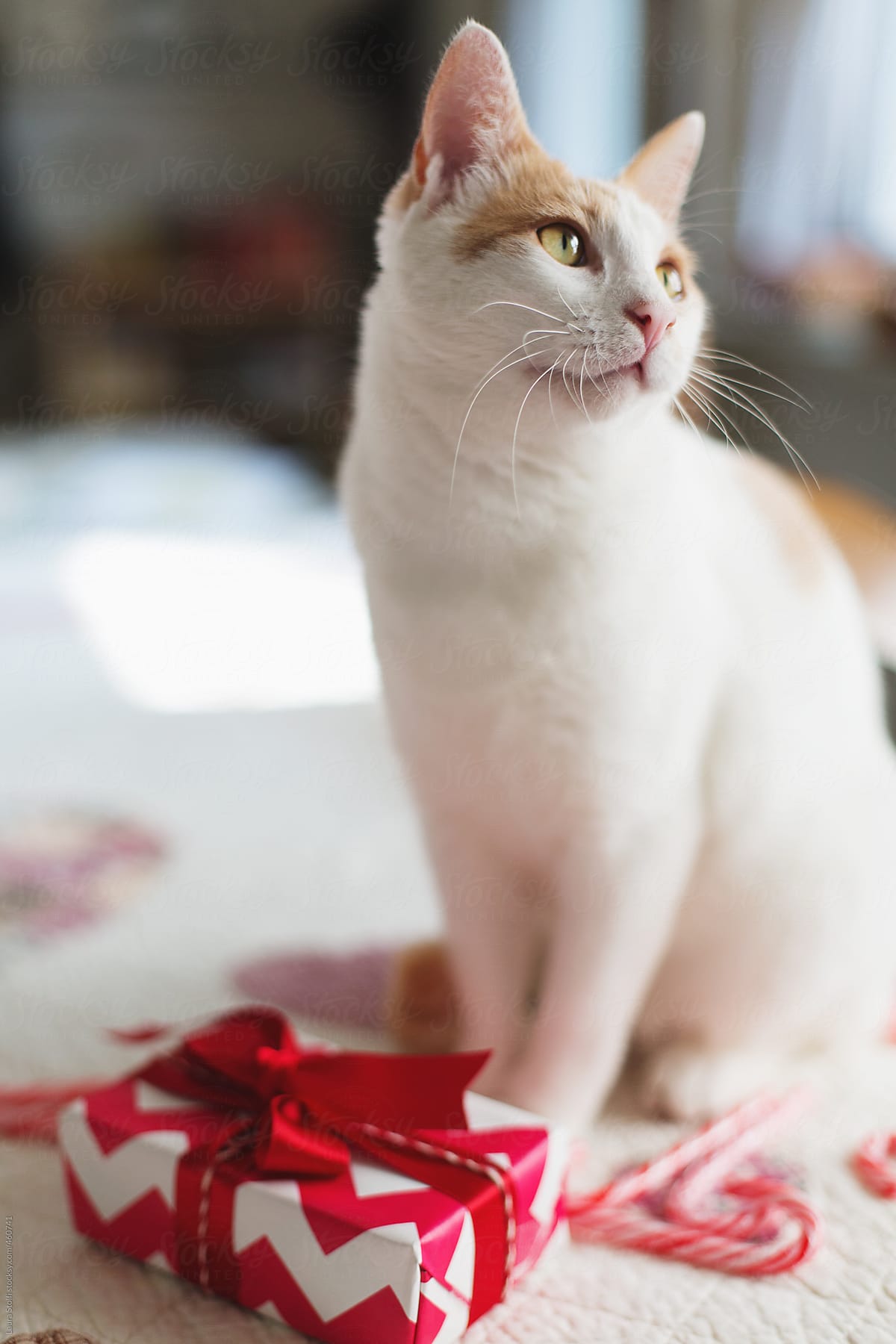 Cat sits close to wrapped present on table and looks away