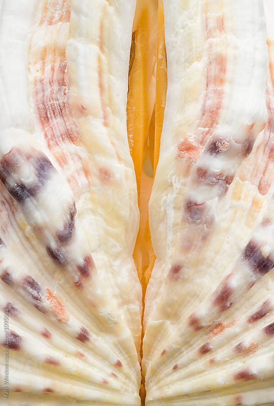 Bear Paw clam seashell, closeup