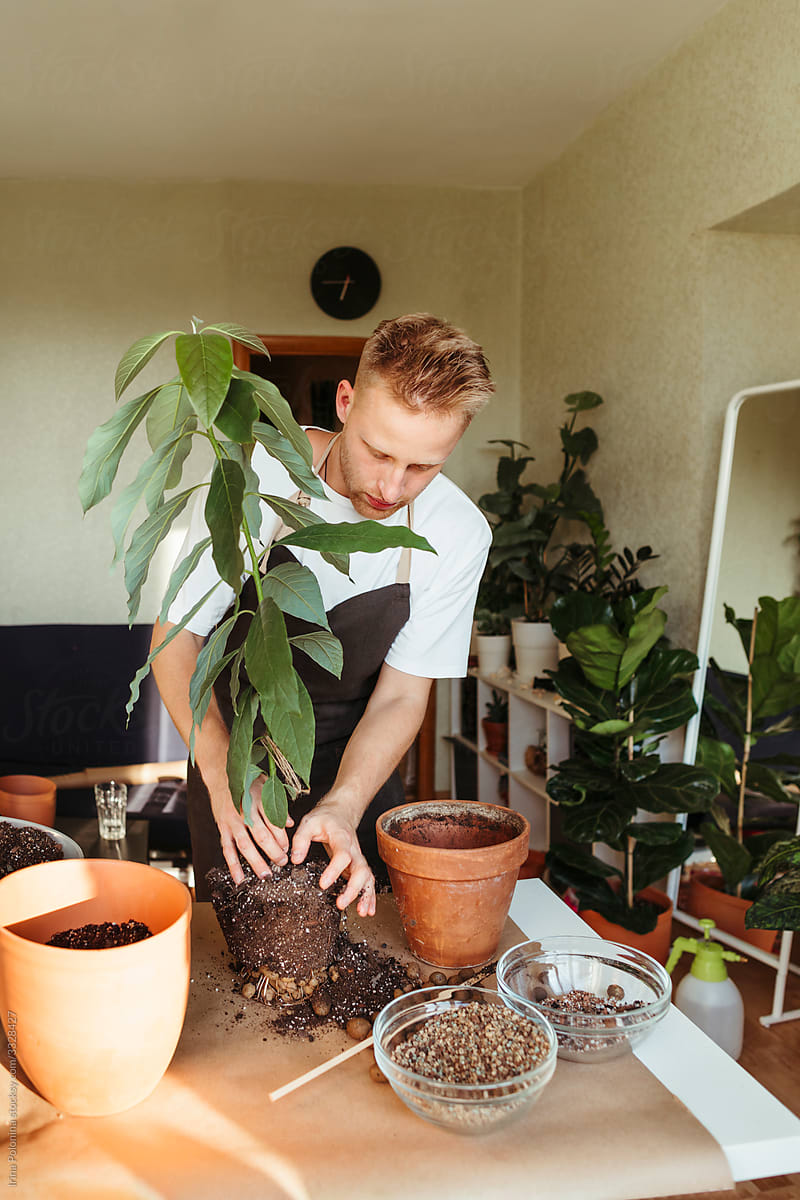 A man replunting indoor plants at home.