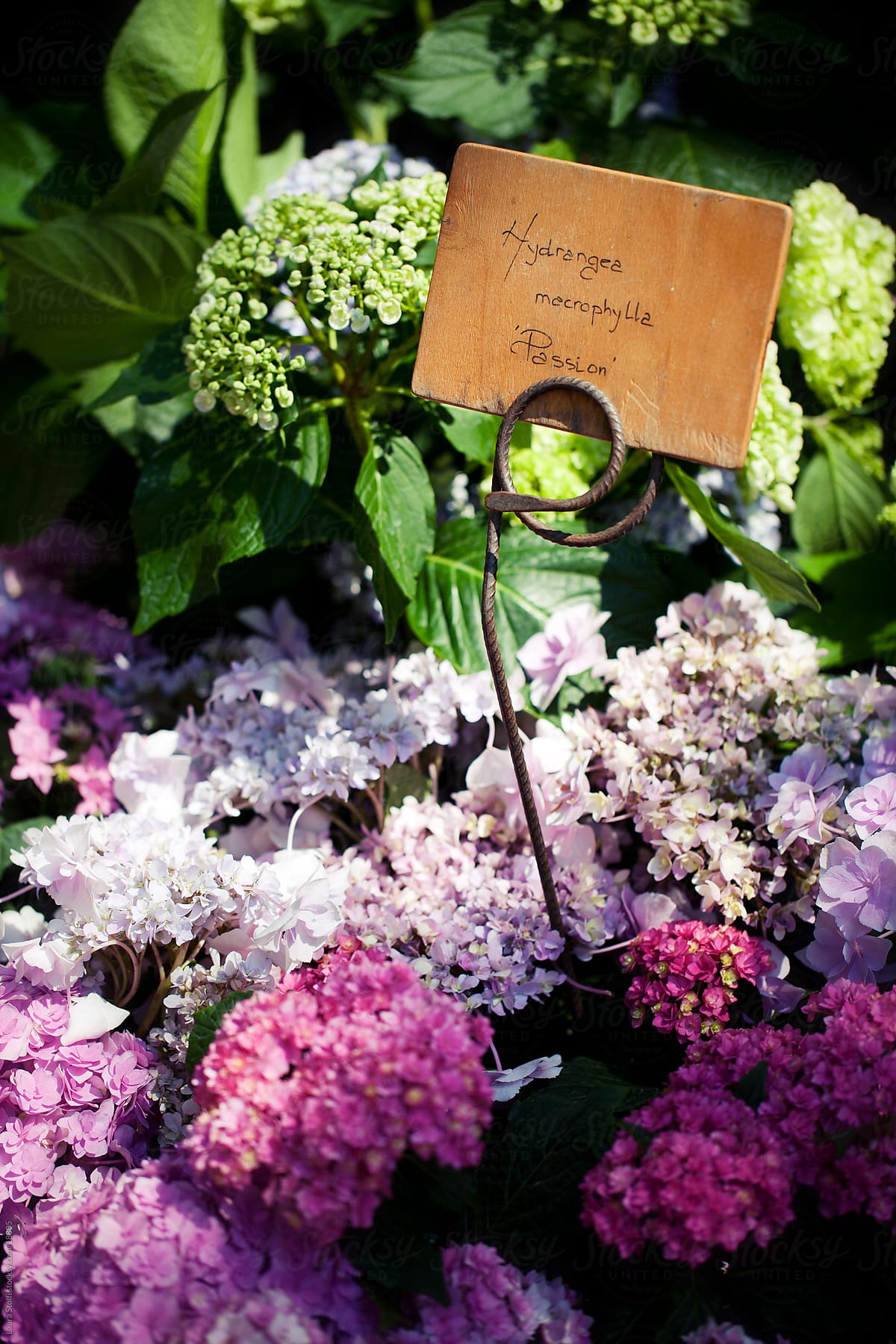 Flowered Hydrangea border with wooden sign amongst flowers