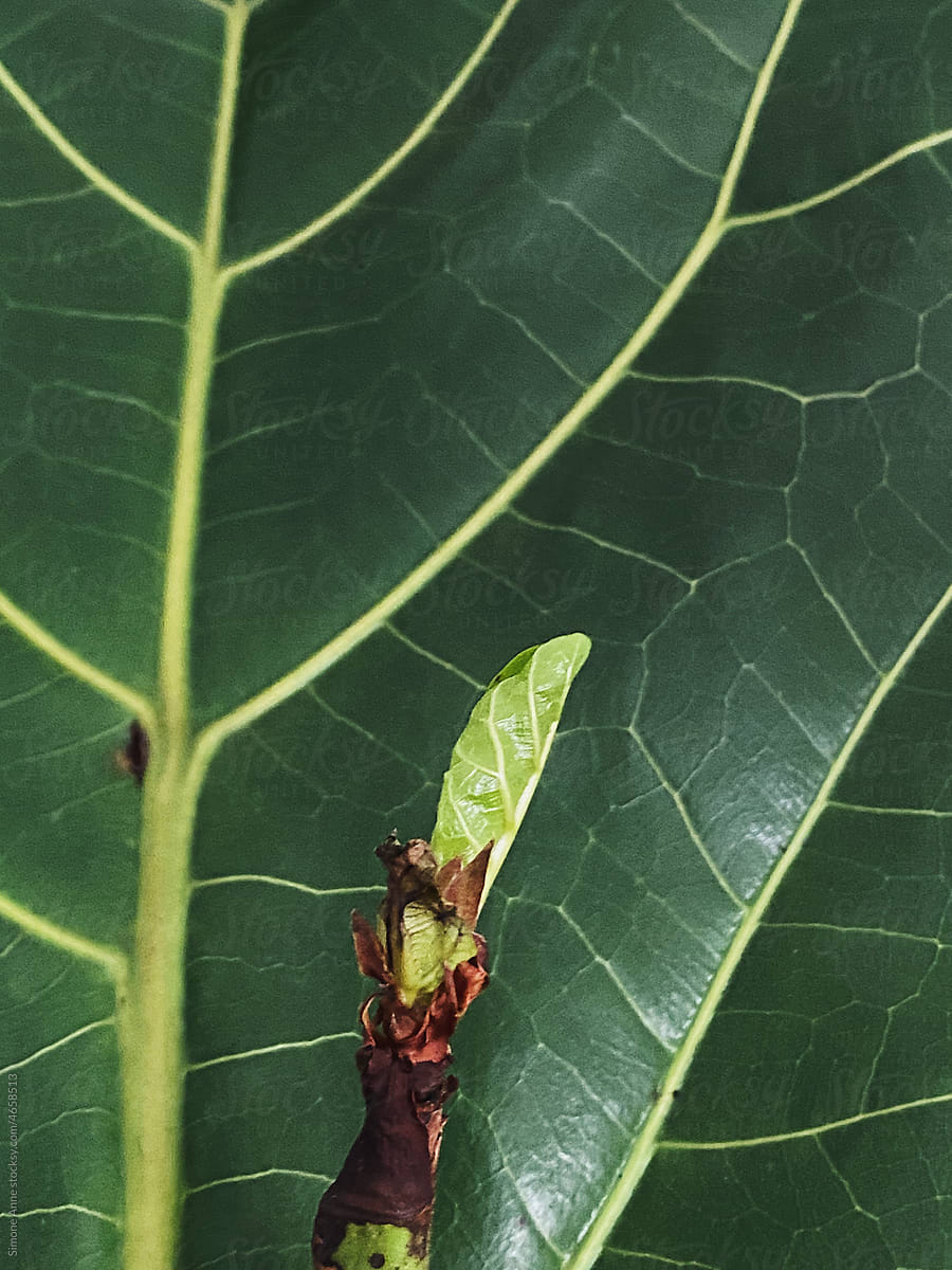Baby leaf on fiddle leaf fig