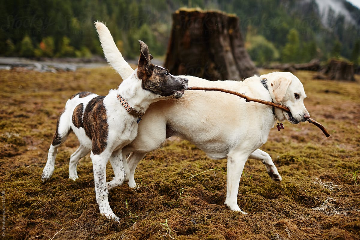 Dogs share a stick