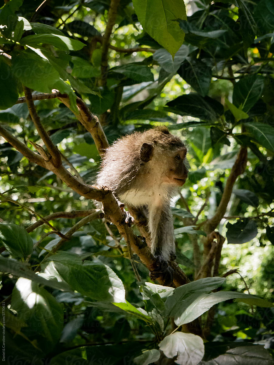 A monkey sitting on a tree in a tropical jungle.