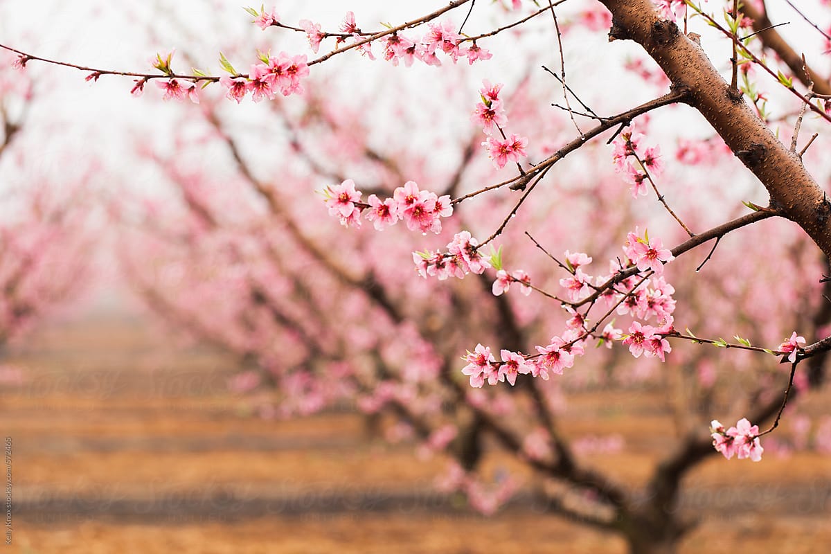 Peach Tree Blossoms In An Orchard By Stocksy Contributor Kelly Knox