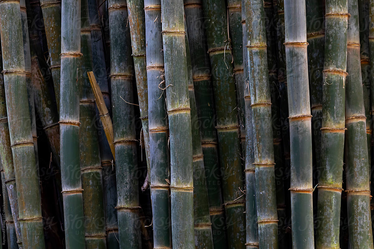 Bamboo Abstract texture background jungle of Central America