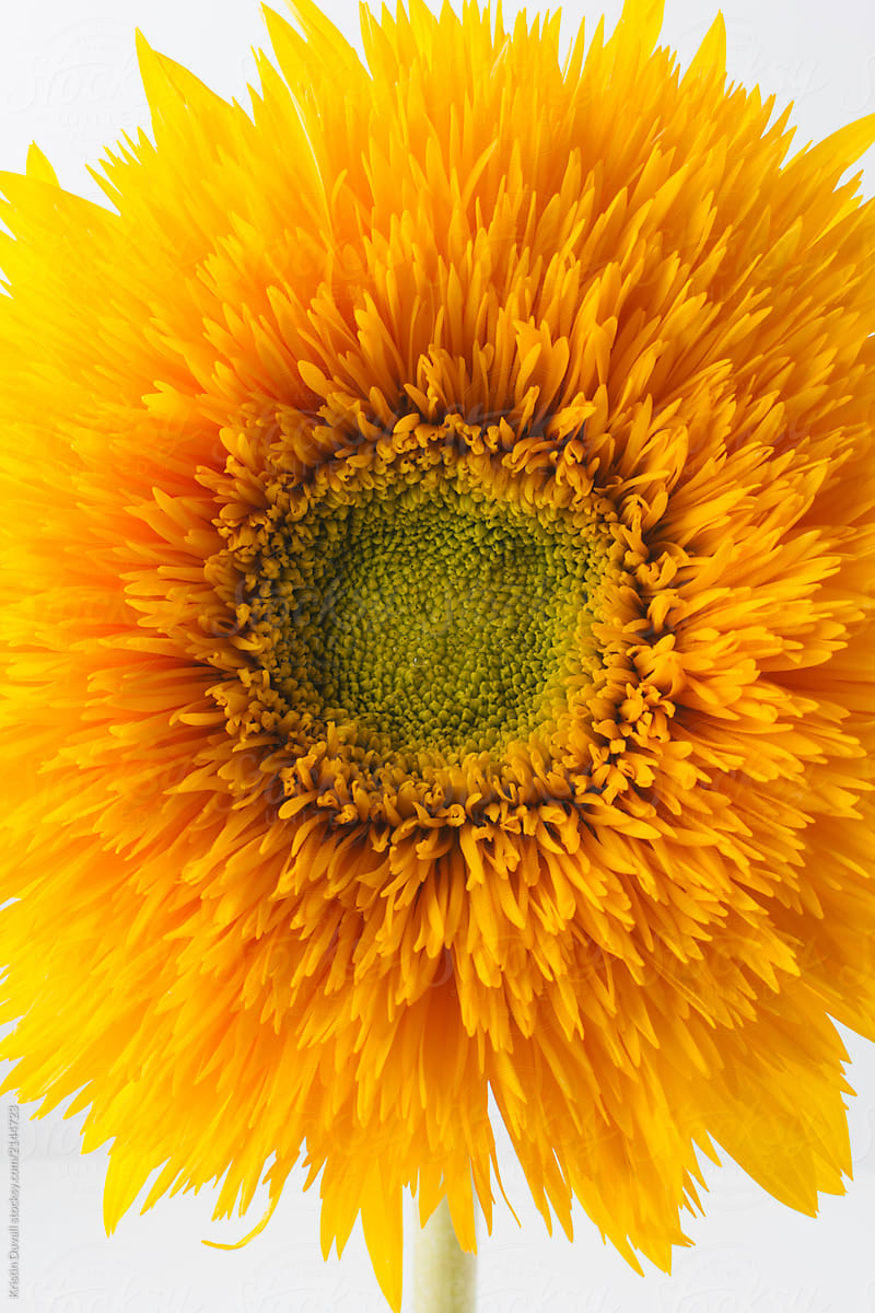 Close up of Teddy Bear Sunflower