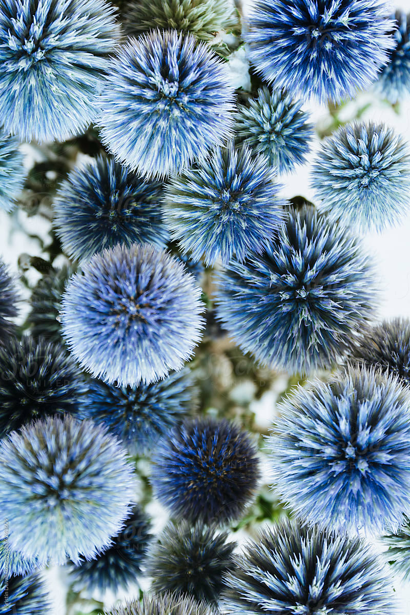 Blue Globe Thistle flowers closeup