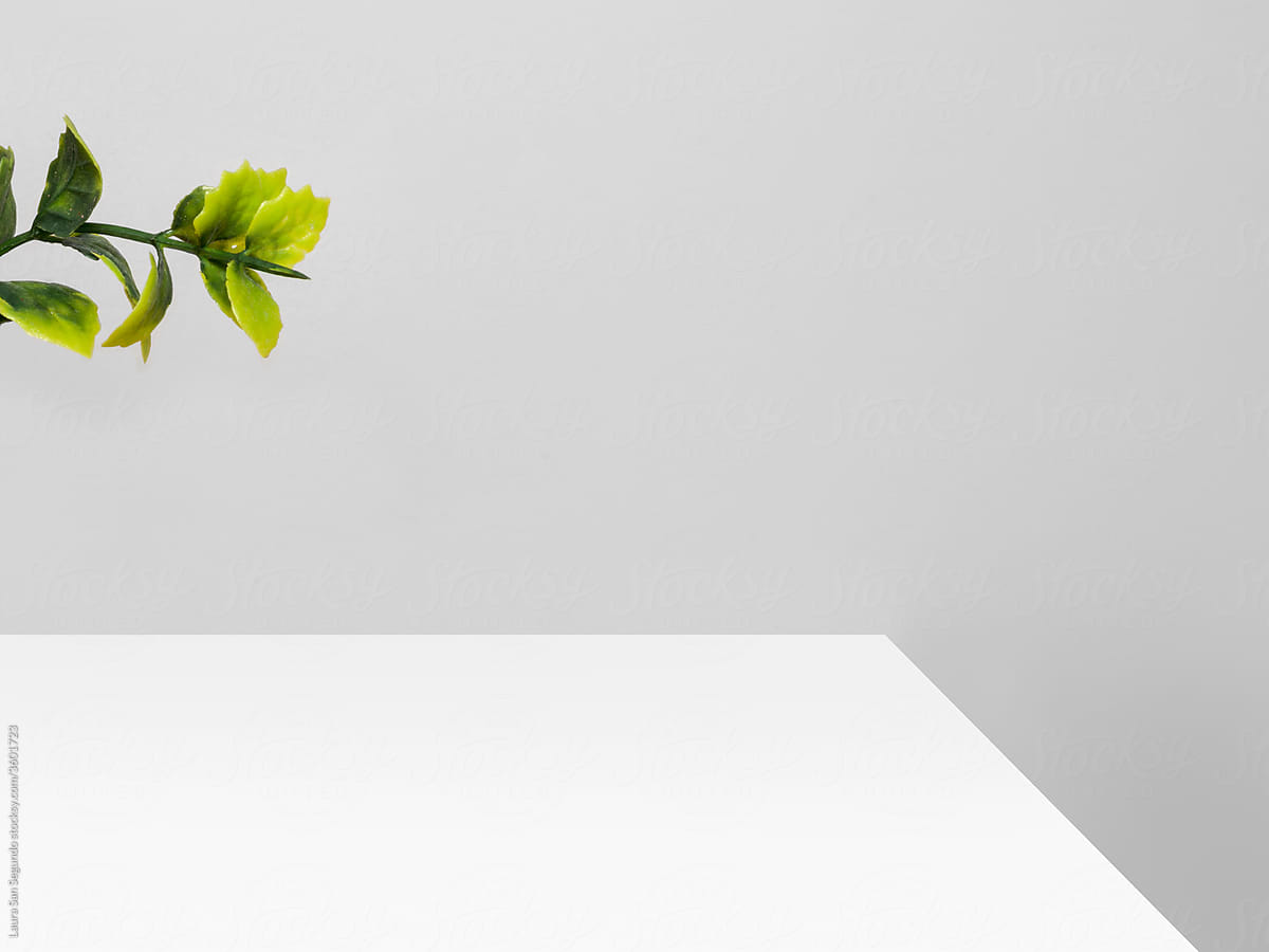 Minimalist white clean space with a plant