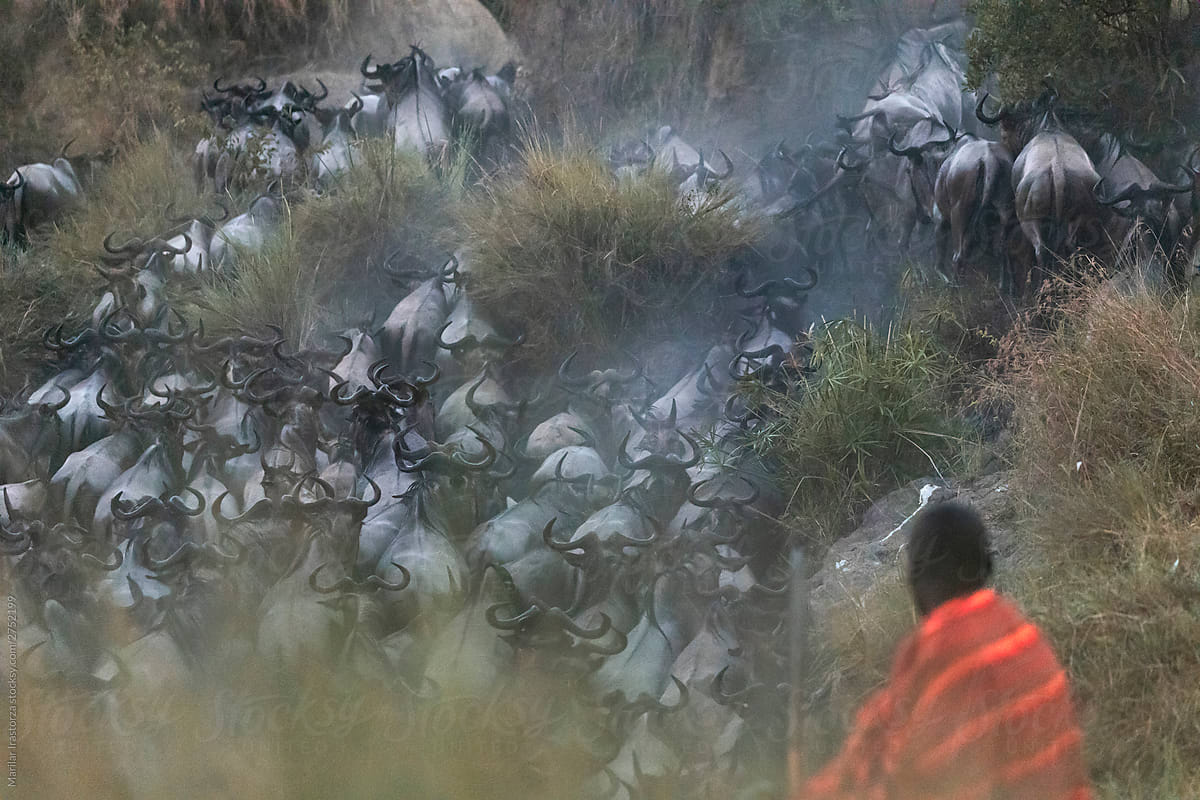 A Maasai man watches the Great Migration from the banks of the Mara River