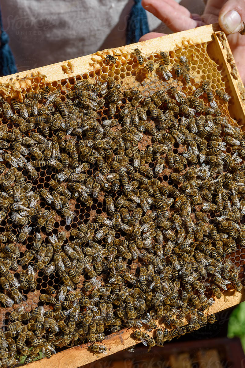Crop beekeeper showing honeycomb with bees