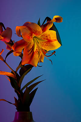 Pansy Rainbow Maker I February Birth Flower Viola Suncatcher Window St –  Love Tigerlily