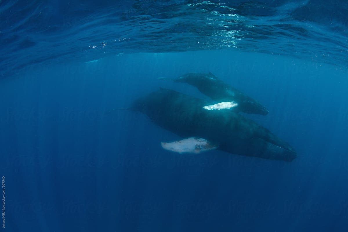 Humpback Whales mother with her calf