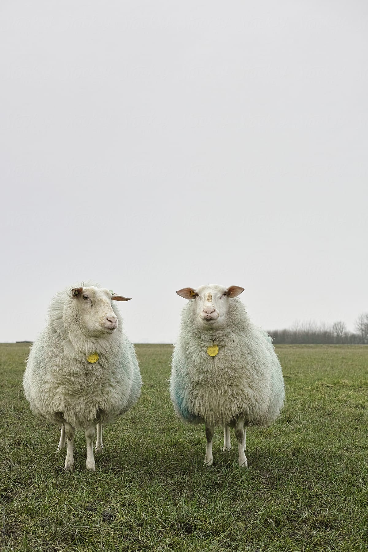 Two sheep in a meadow