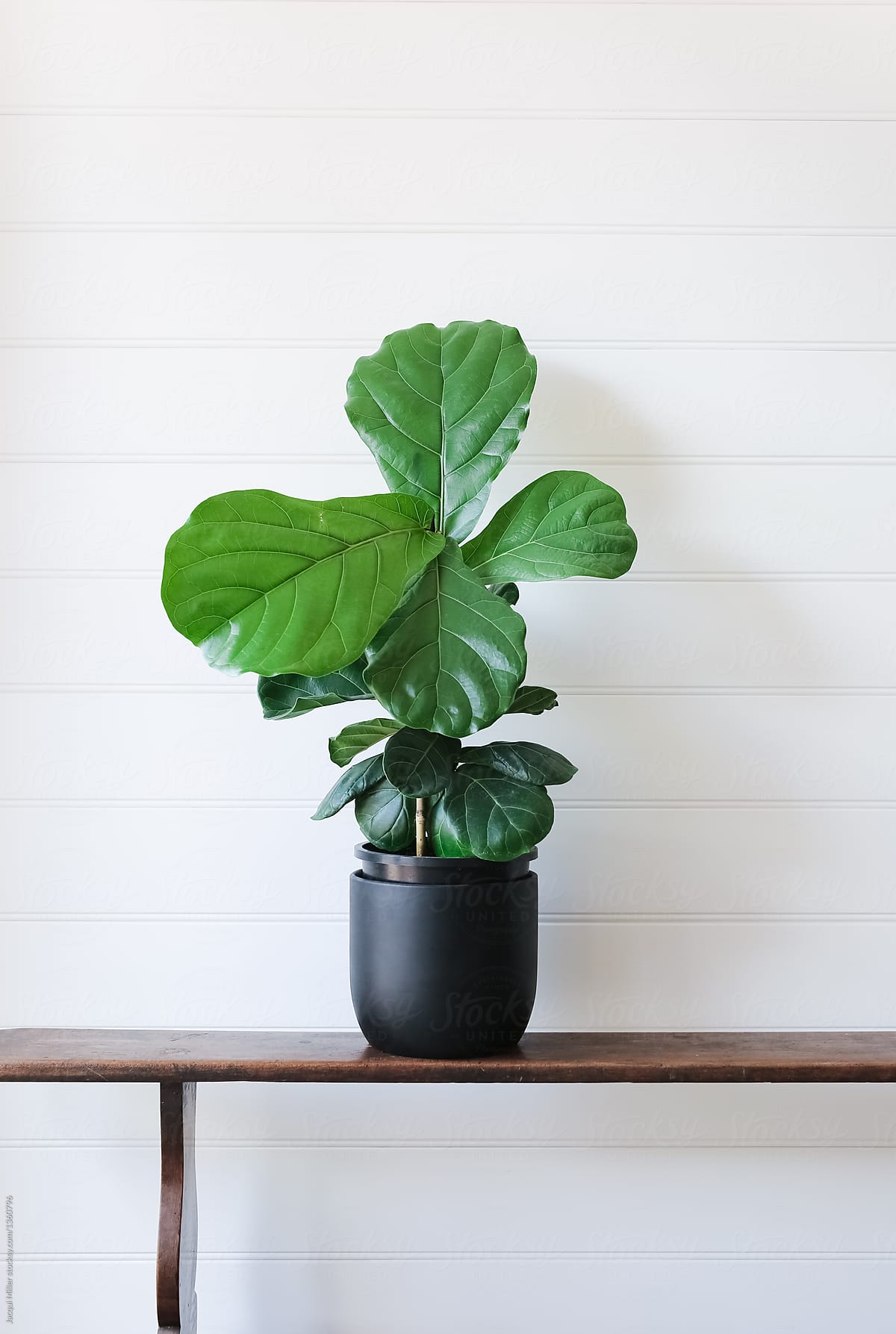 Young Fiddle Leaf Fig (Ficus lyrata) against white background