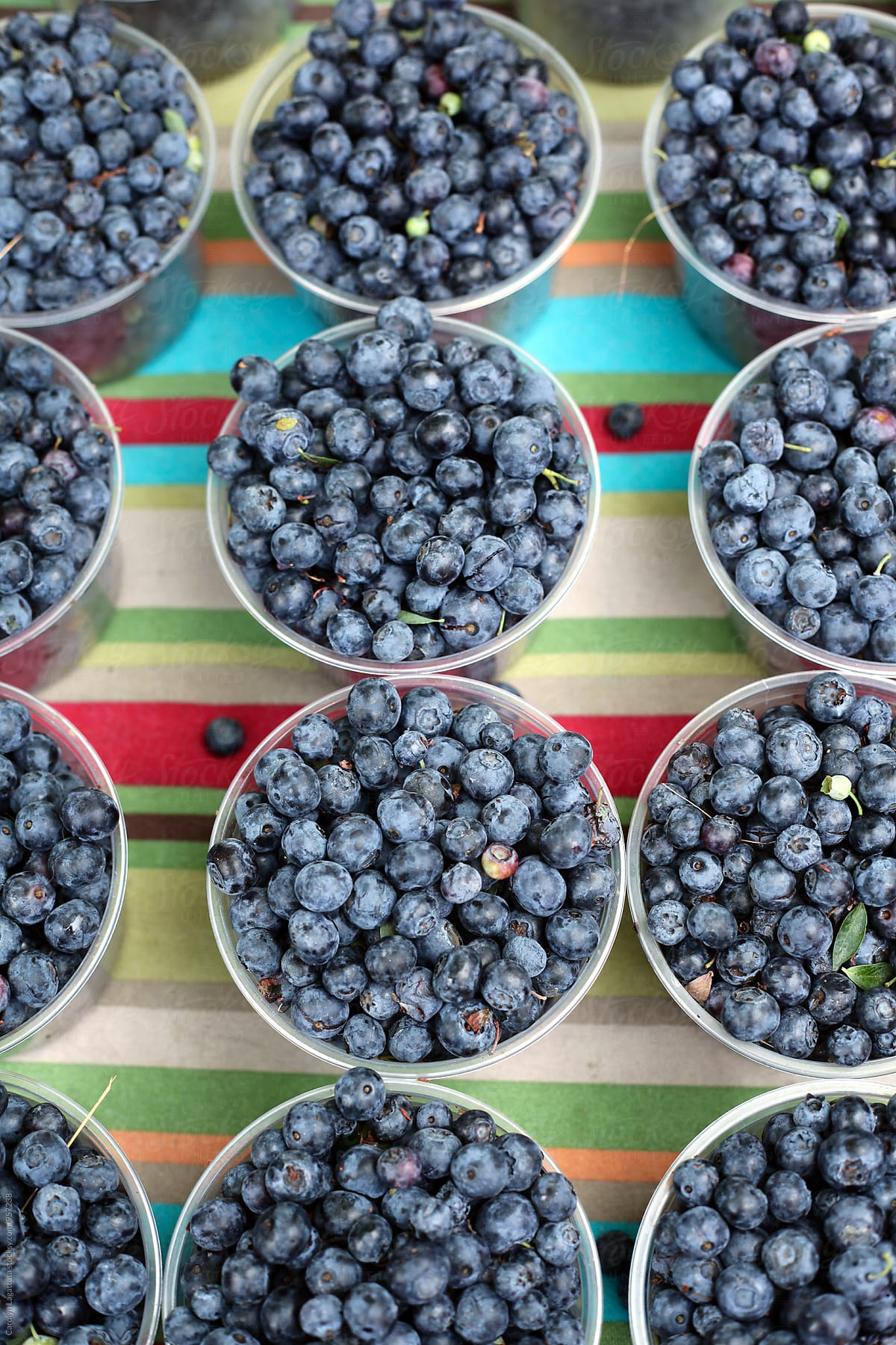 Many cups of wild, organic blueberries