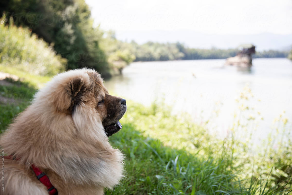 Chow chow dog sitting by the lake