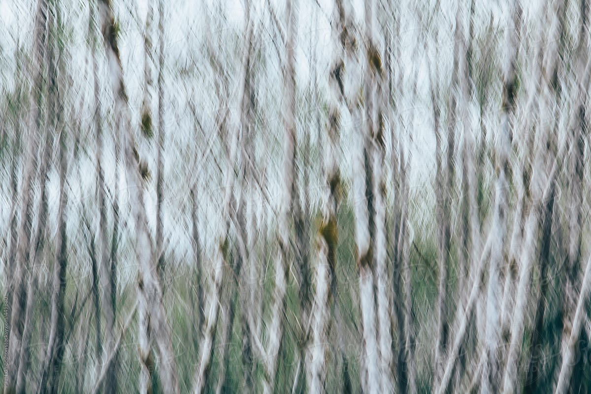 Blurred motion abstract of alder forest