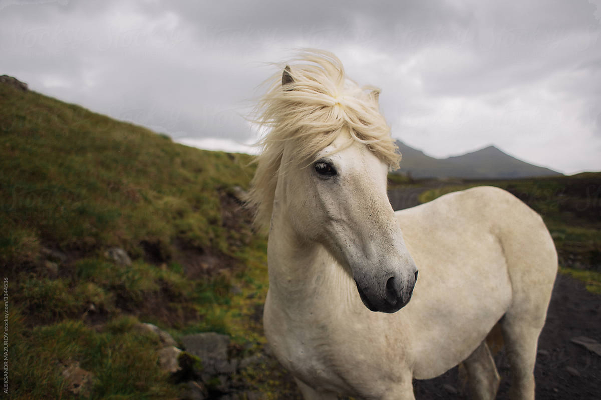 Horse in the Faroe Islands