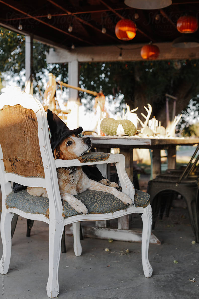 dog in costume rests in chair