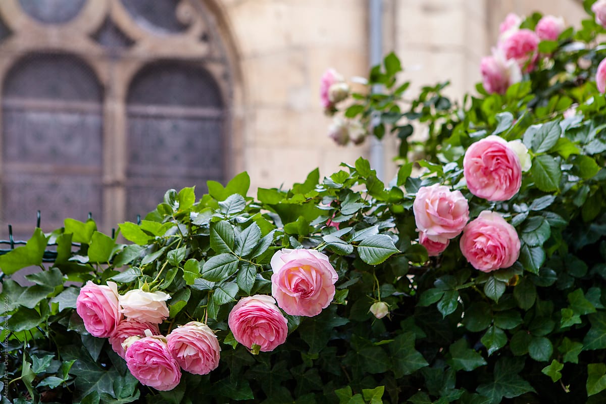 Pink Roses, Paris, France