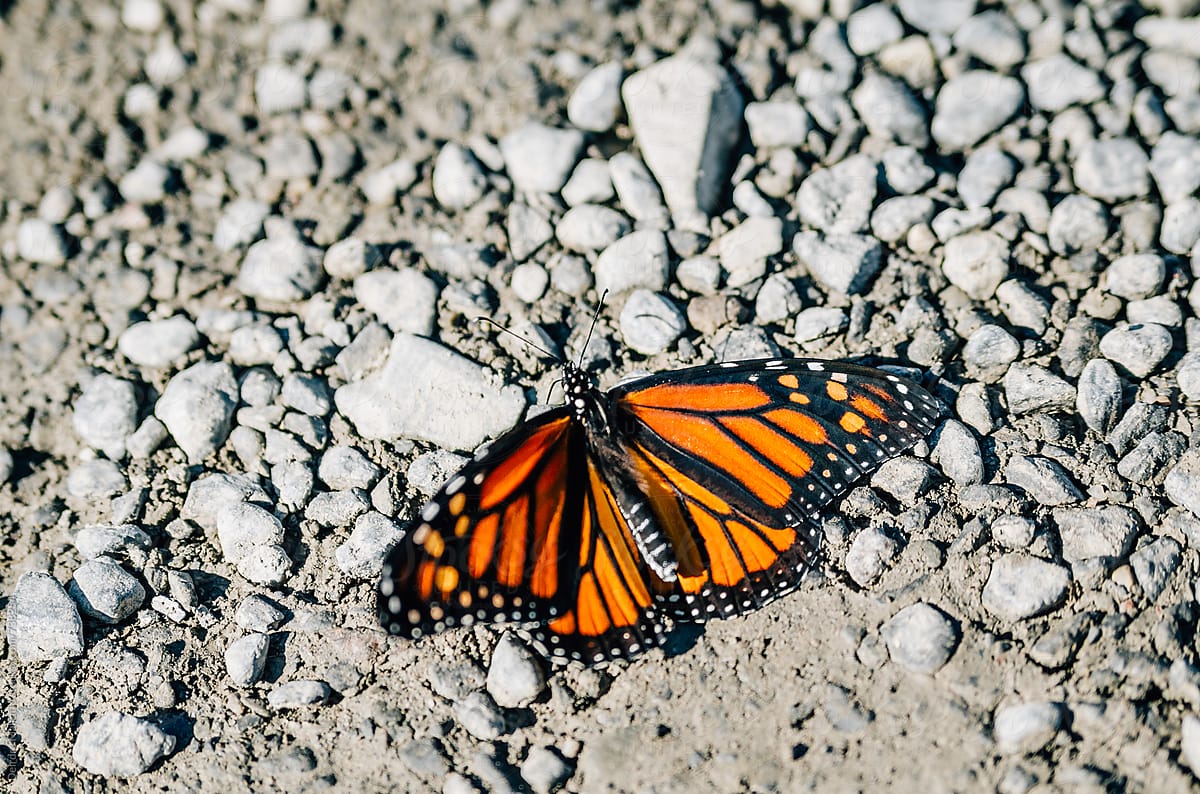 monarch butterfly resting on dust and rocks