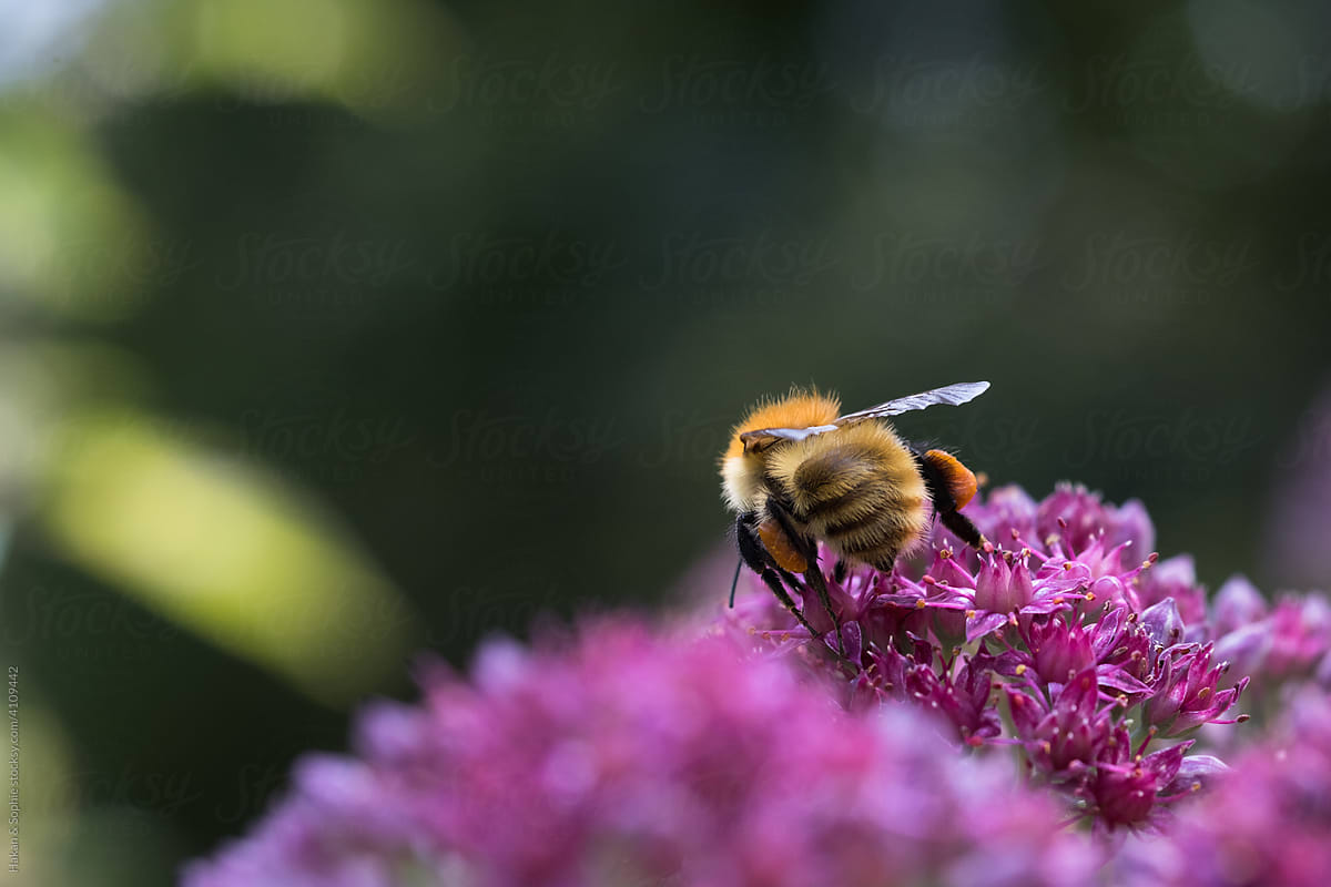 bumblebee pollinating a pink flower