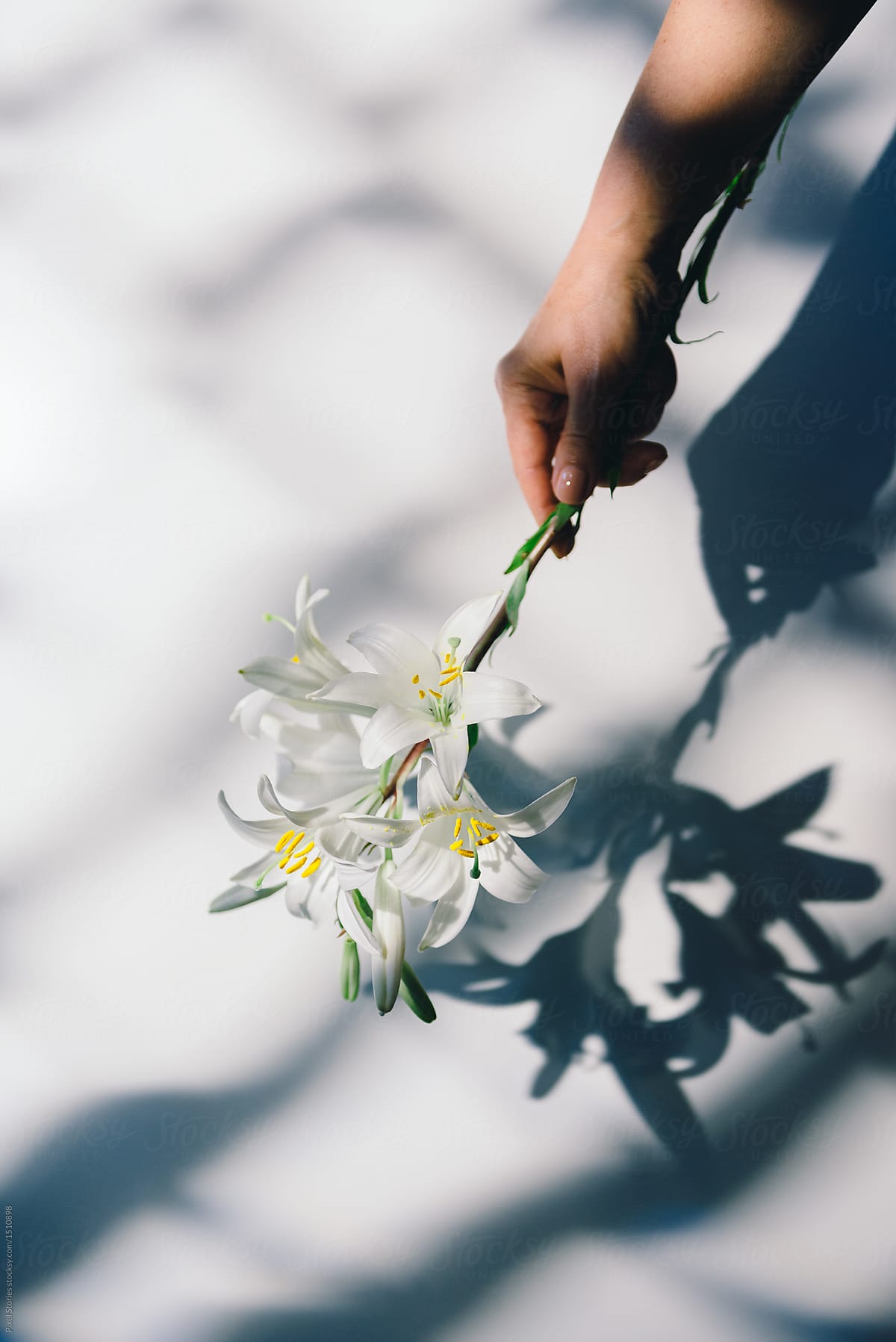 Hand with white Lily