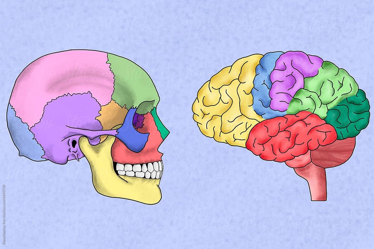 Human brain and skull illustration