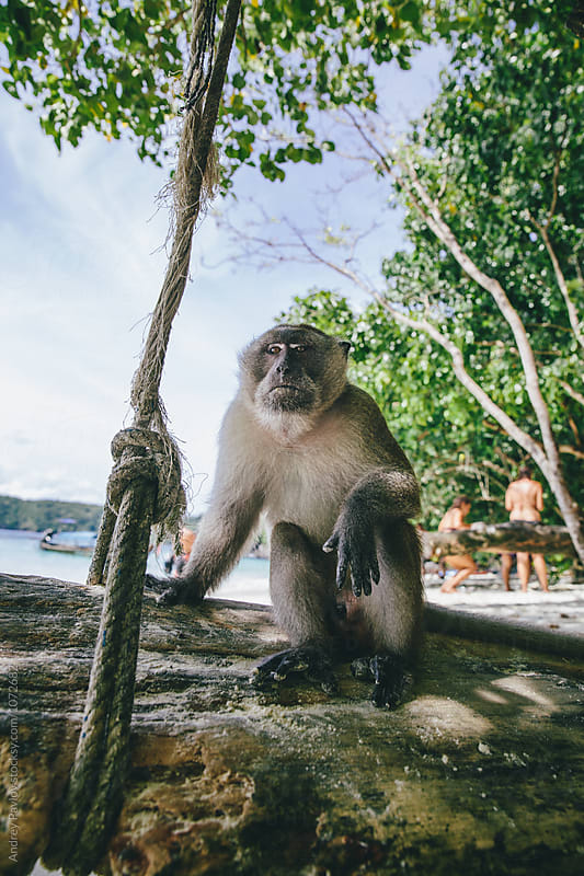Monkey sitting in relaxed pose on tree near rope