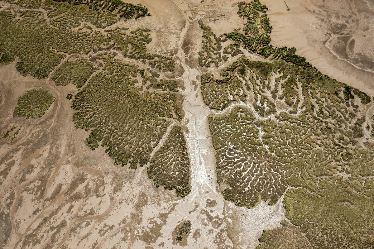 aerial image of a delta, reminiscent of a tree