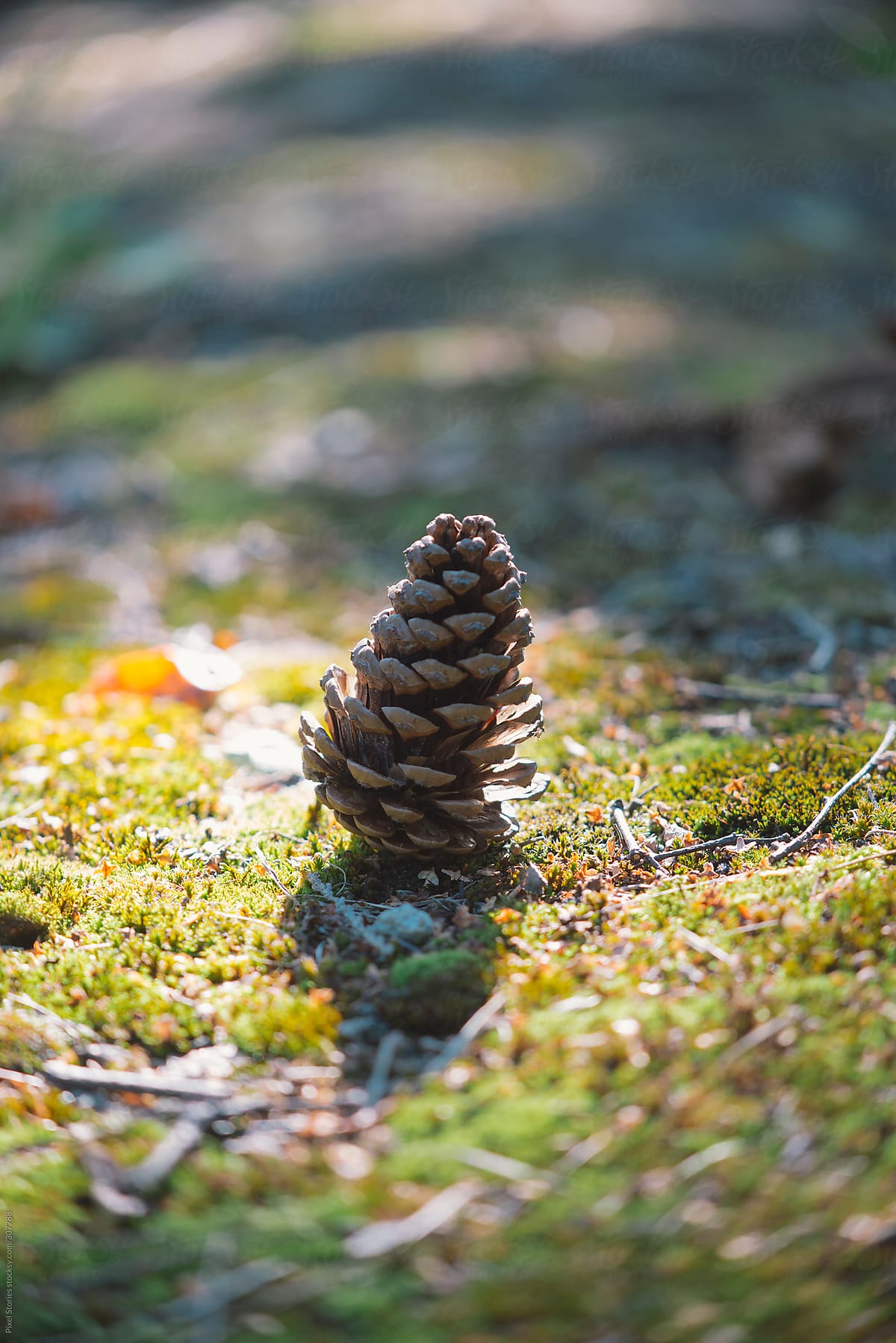 Pine cone lit  by the sun