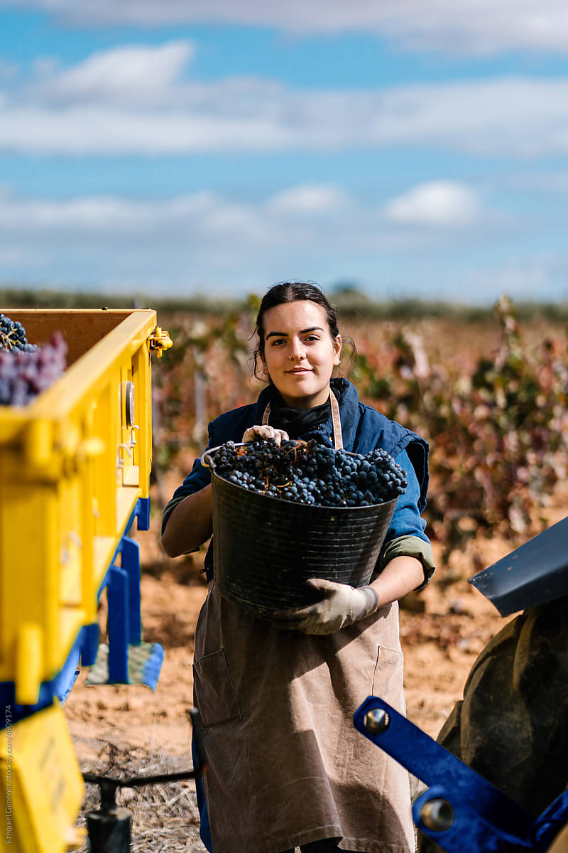 Smiling woman showing bucket with harvested grapes