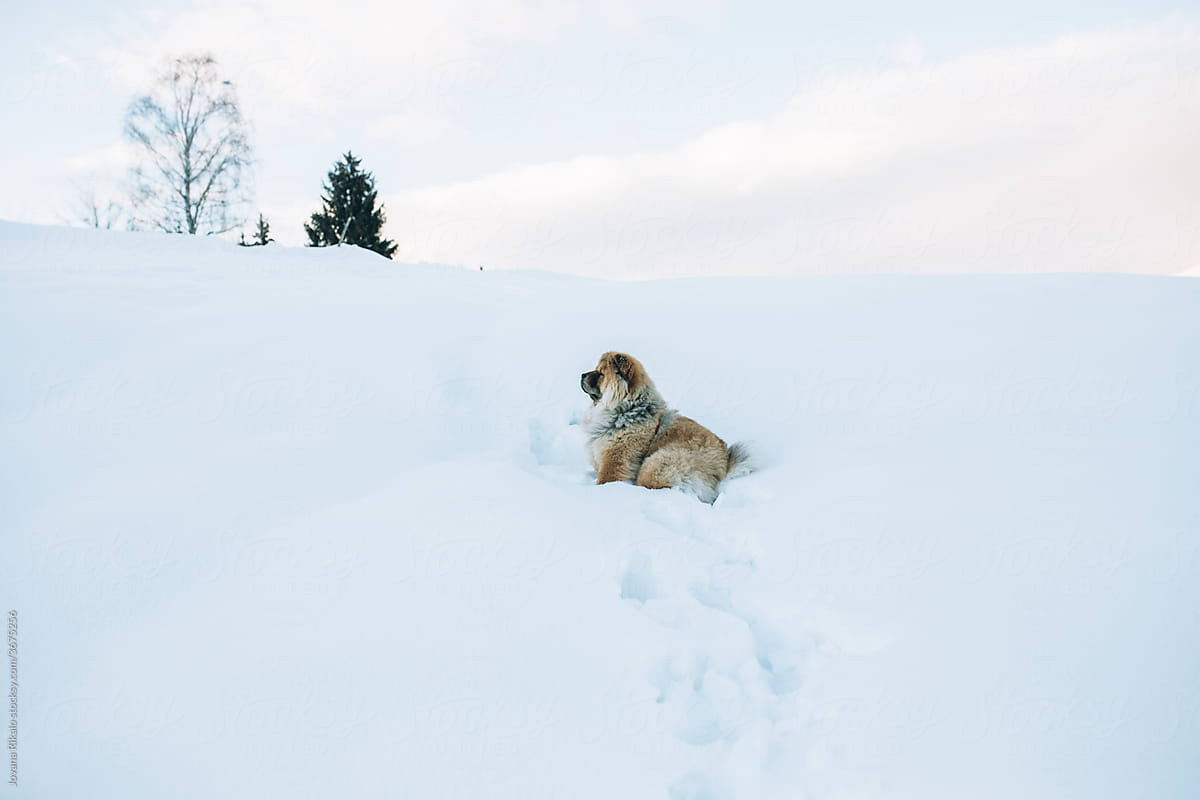 Chow chow dog enjoying the snow