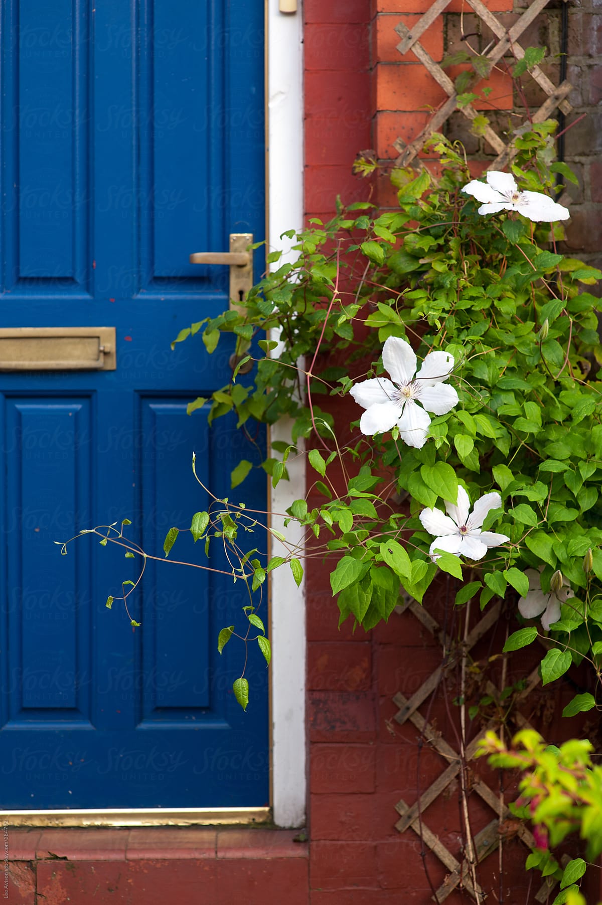 clematis flower growing alongside a blue front door