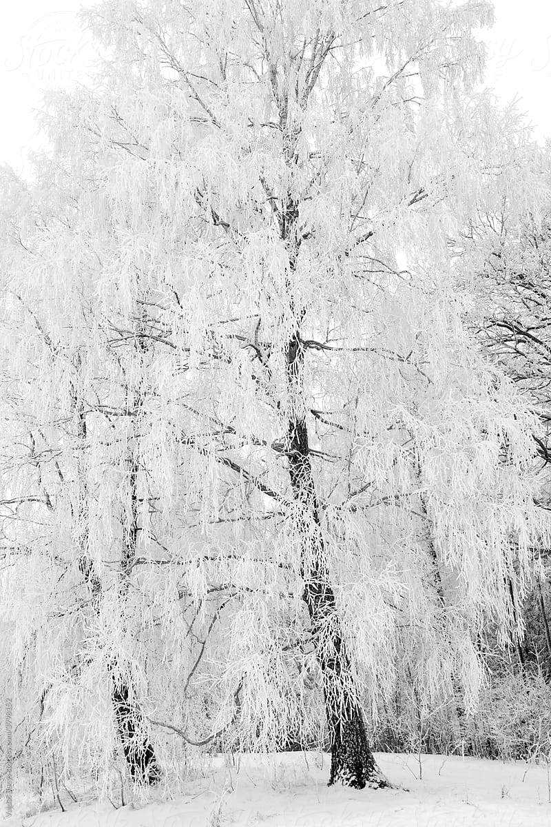 Black and white winter forest landscape