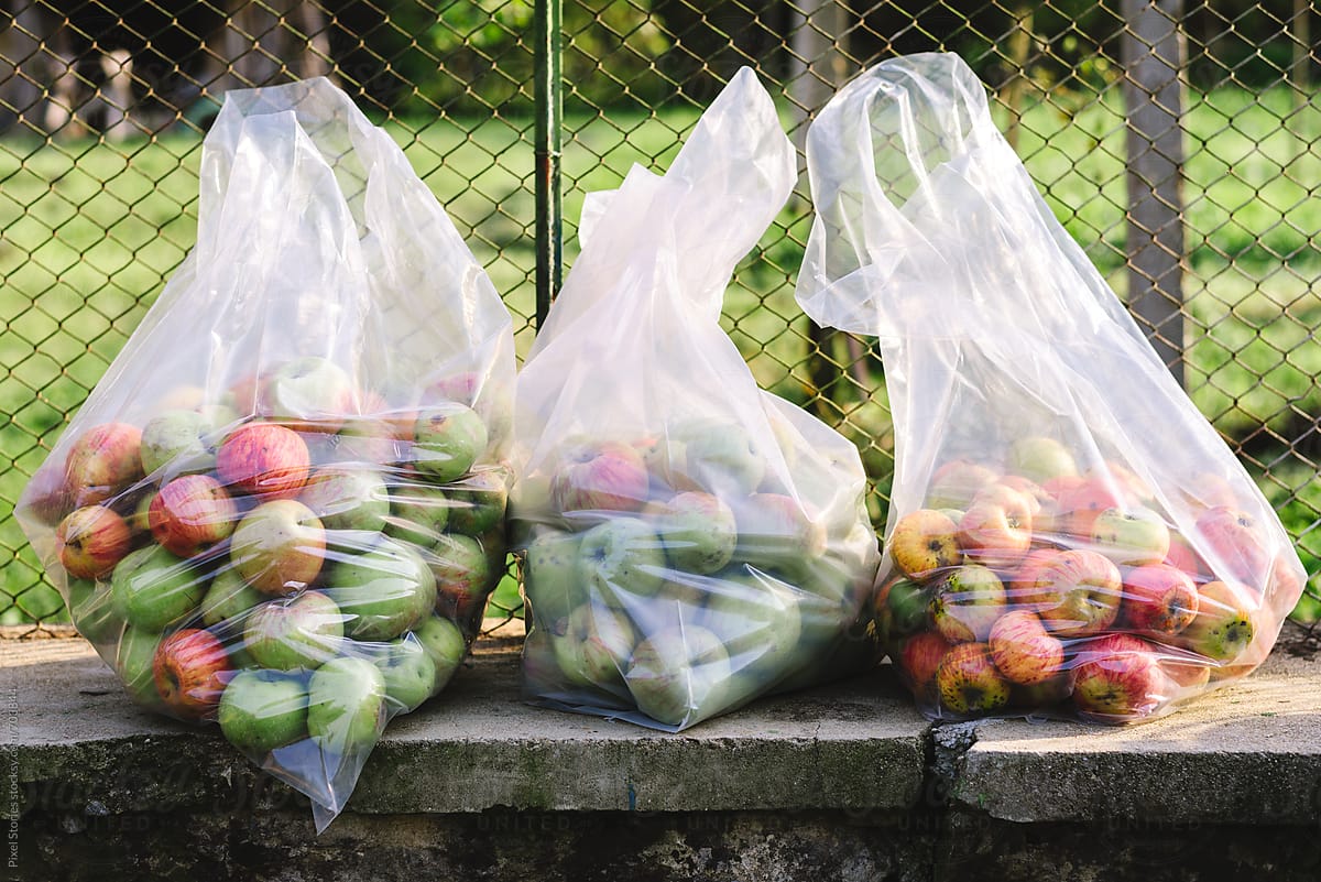 Windfall autumn apples in plastic bags