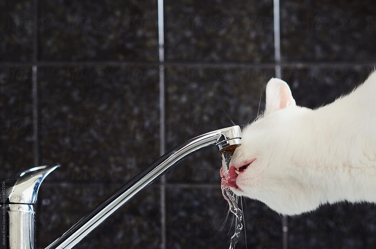 White Cat Drinking Water From Faucet By Atakan Erkut Uzun Cat