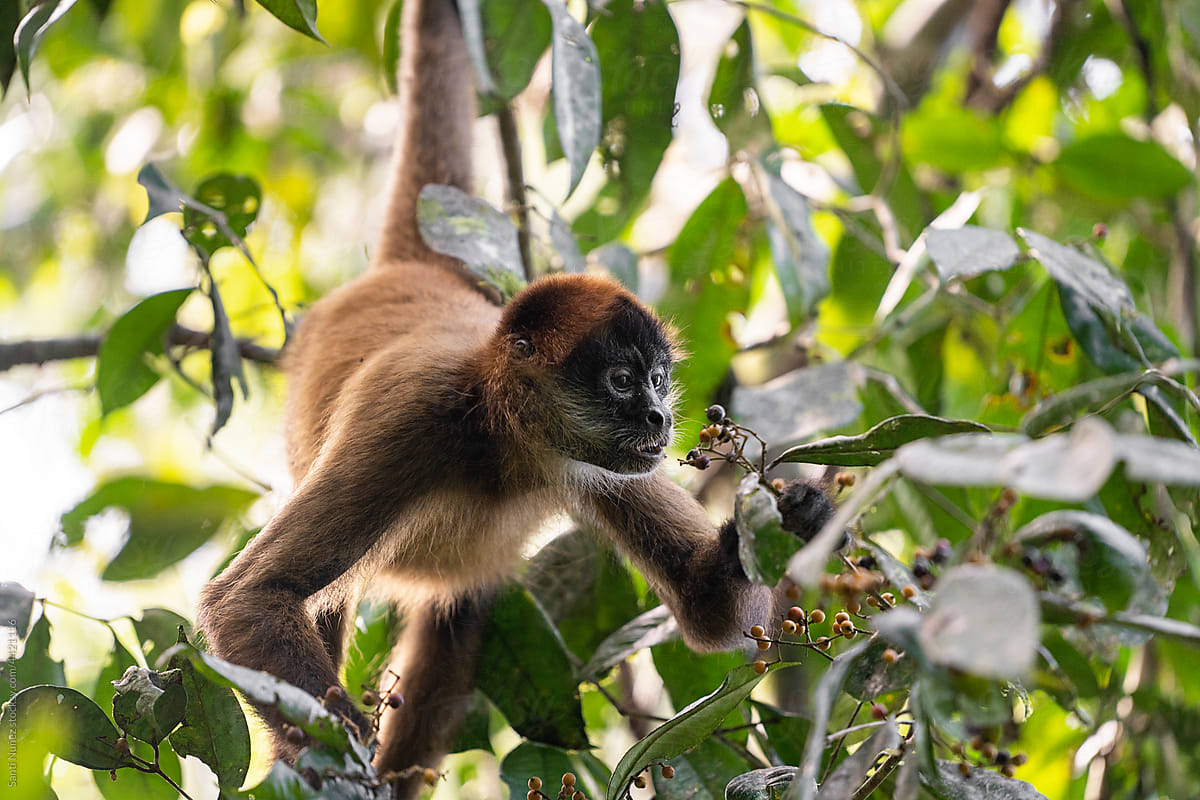 Spider monkey picking berries on tree