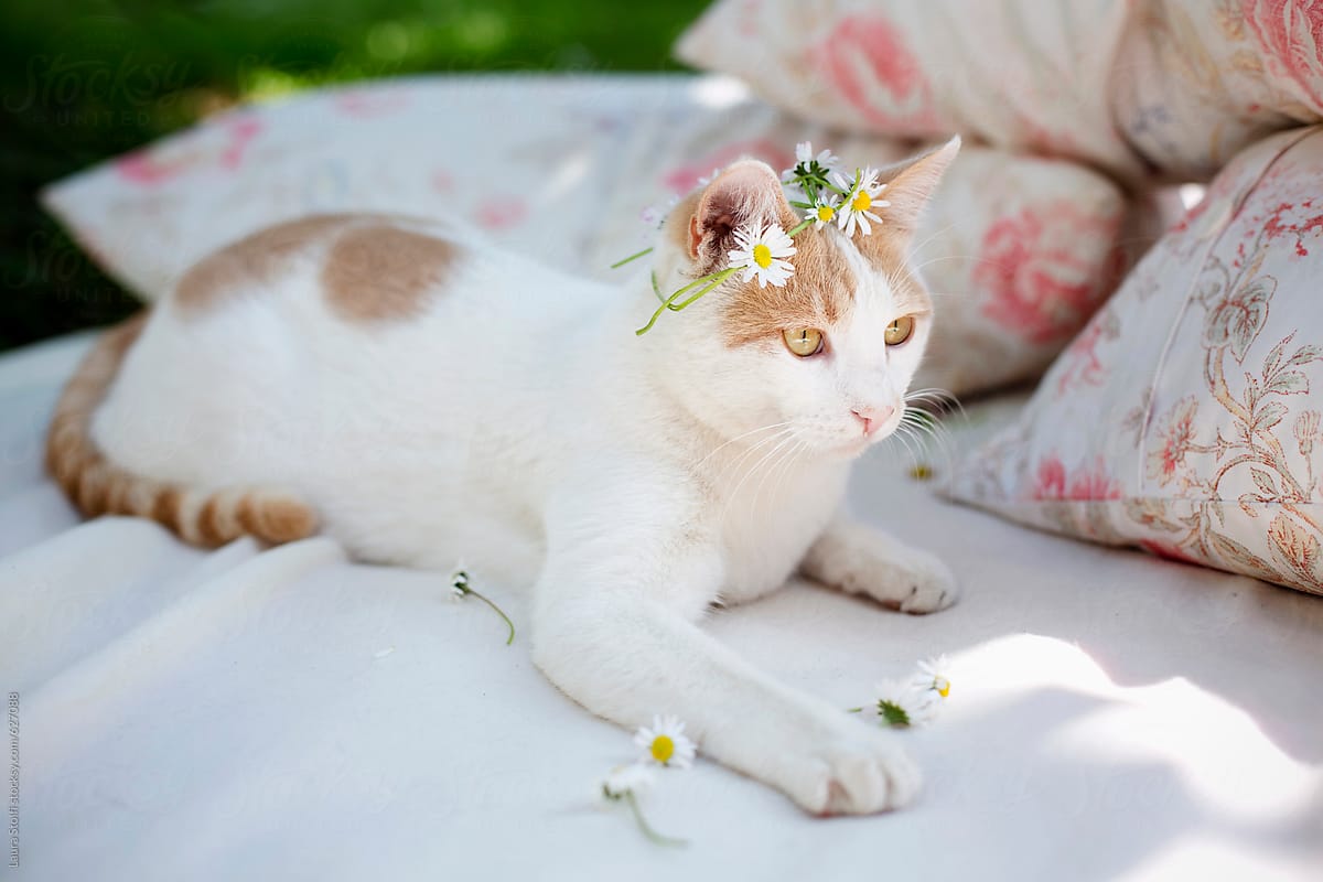 Cat Laying On Picnic Blanket And Wearing Flower Crowns On His Head by