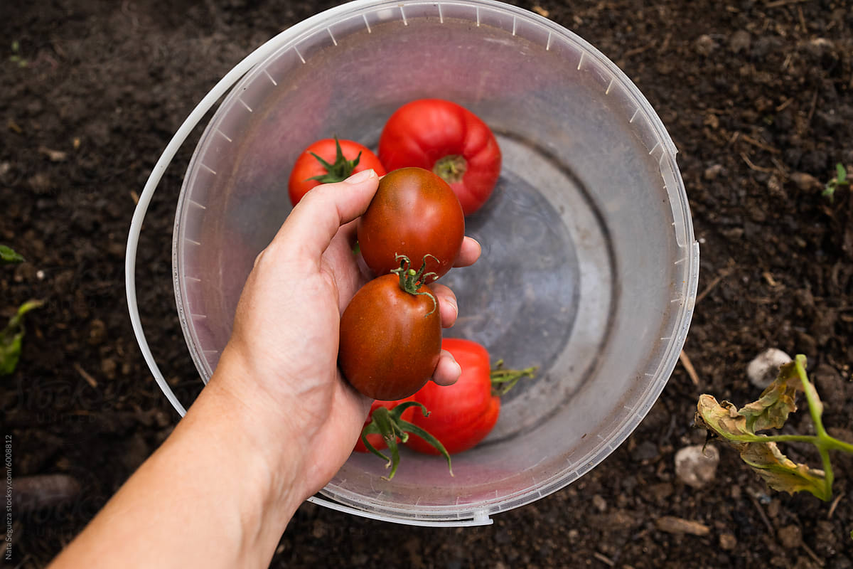 Picking fresh tomatoes in a bucket