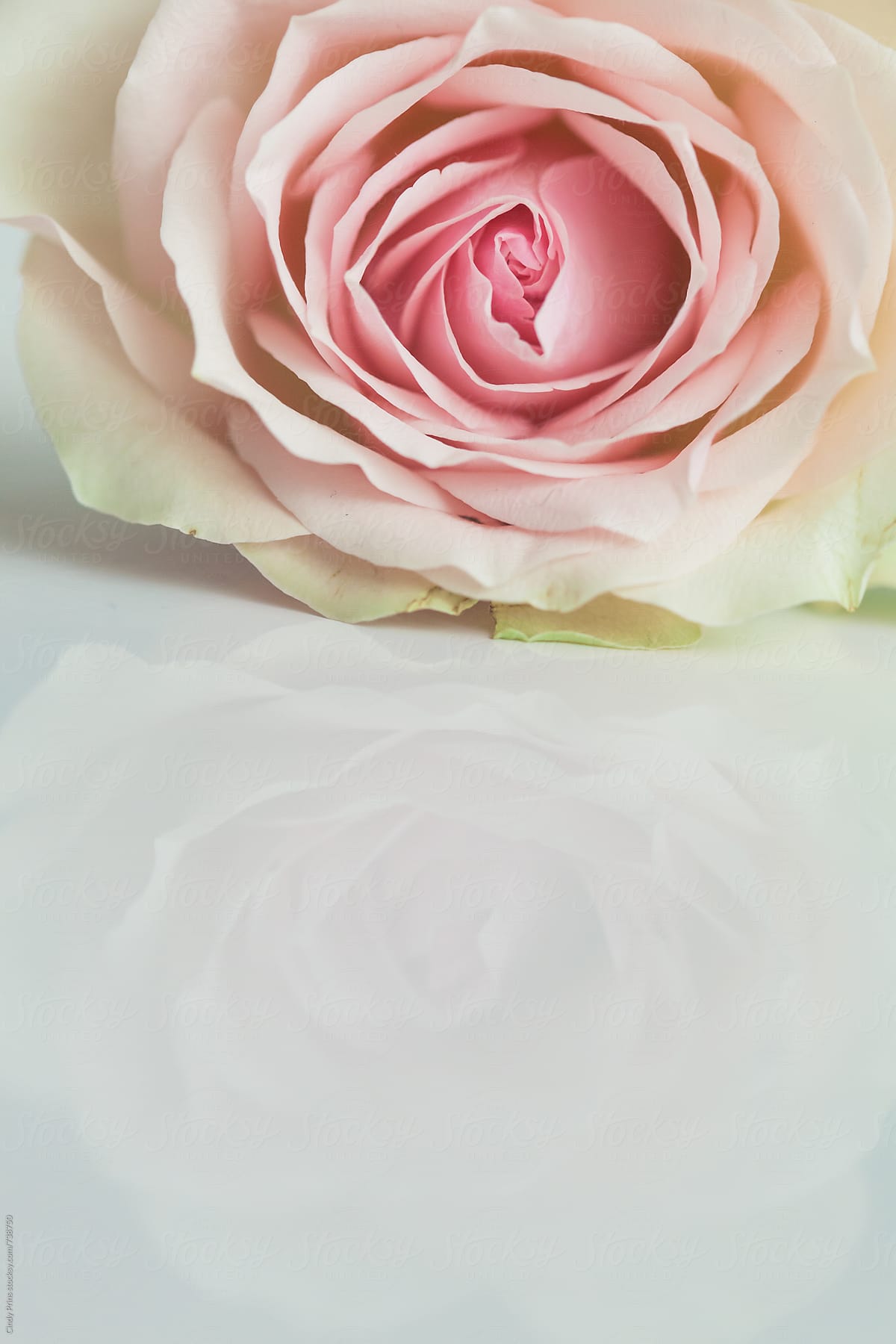 Single pink rose with a reflection on a  white table